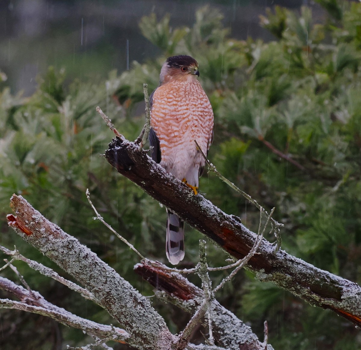 Cooper's Hawk - Gordon Smith