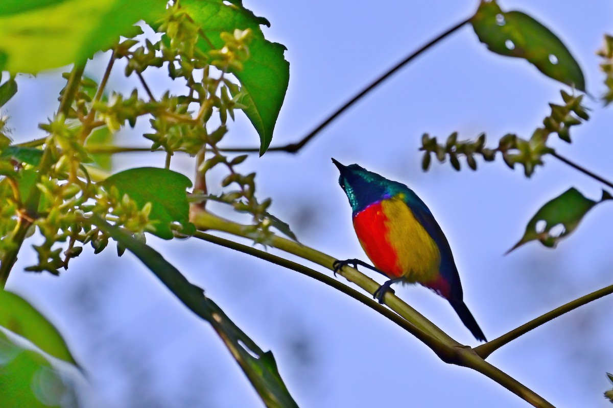 Regal Sunbird - Eileen Gibney