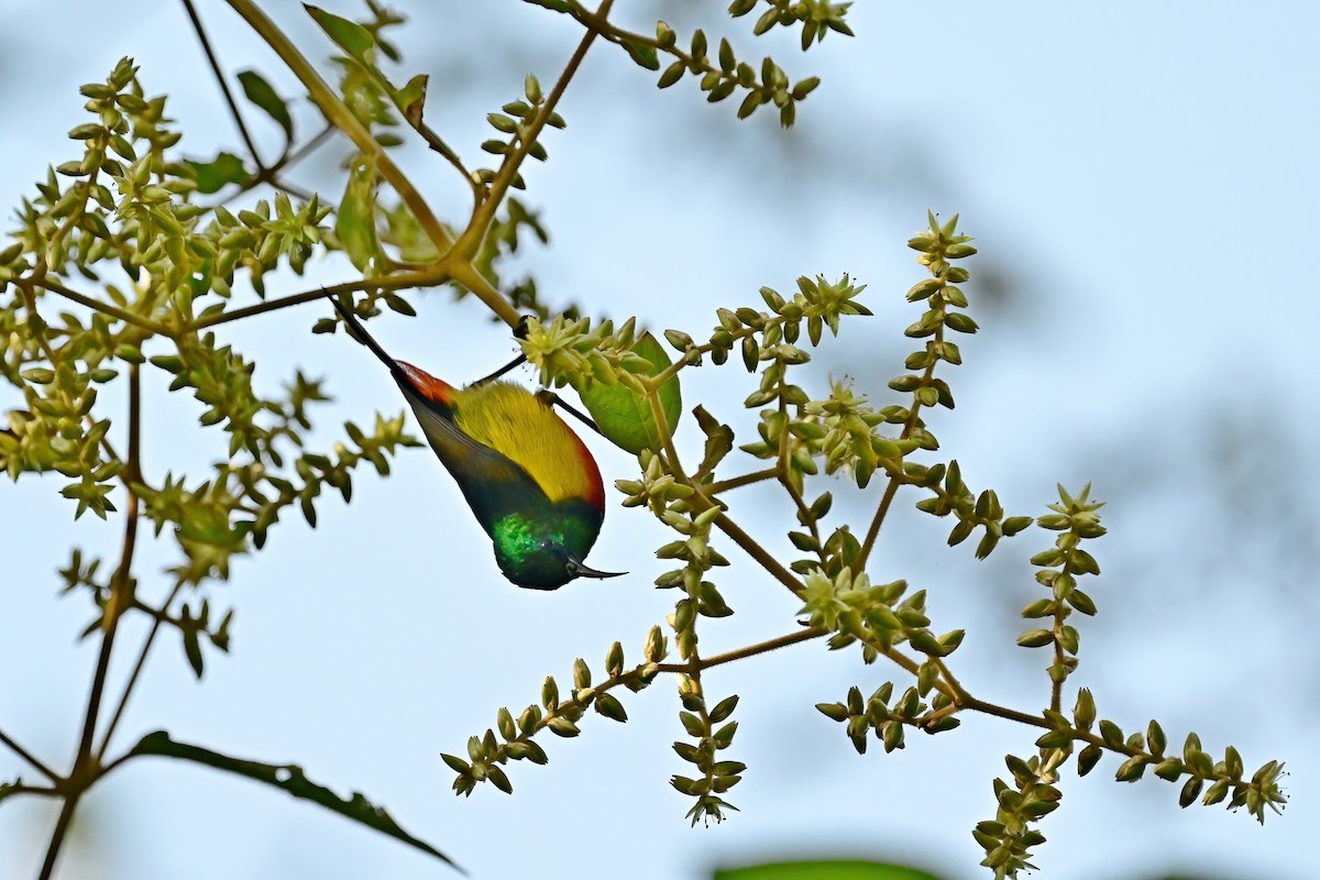 Königsnektarvogel - ML614033746