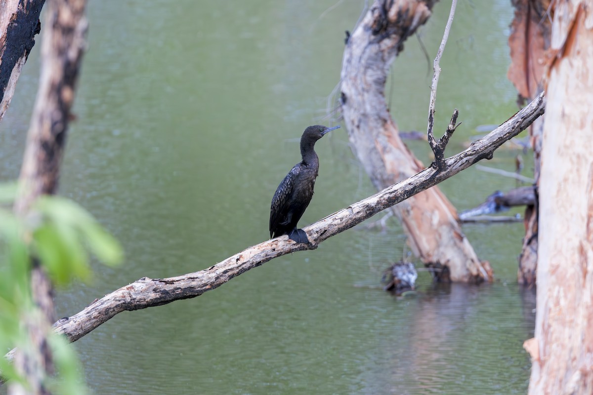 Little Black Cormorant - ML614033801