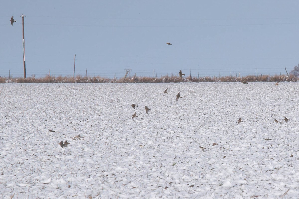 eBird Checklist - 6 Jan 2024 - Texas 207, Stinnett, Texas, US (36.018 ...