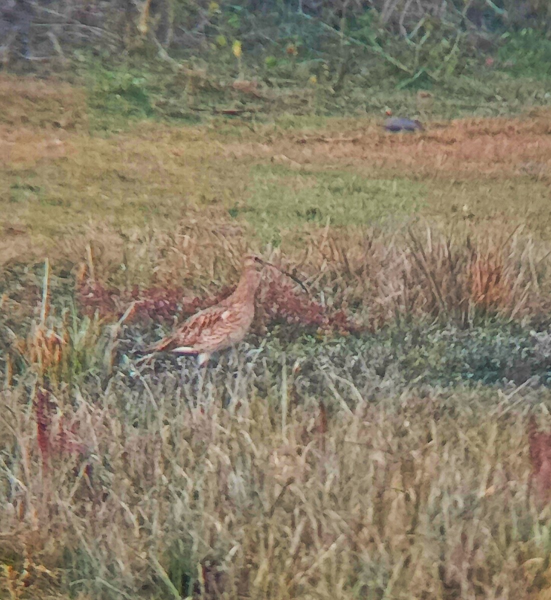 Eurasian Curlew - ML614033869