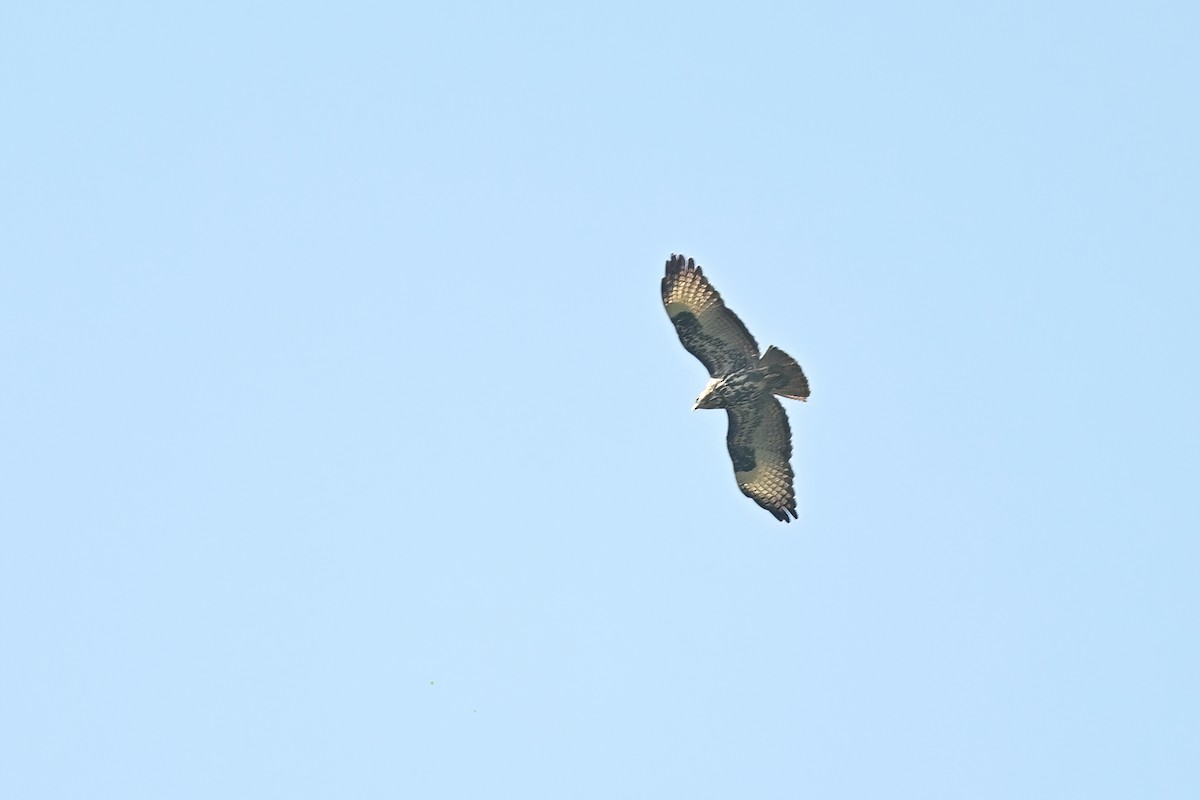 Mountain Buzzard - ML614033874