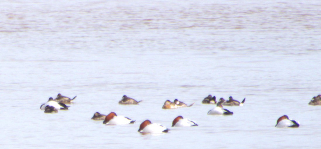 Ruddy Duck - ML614033944