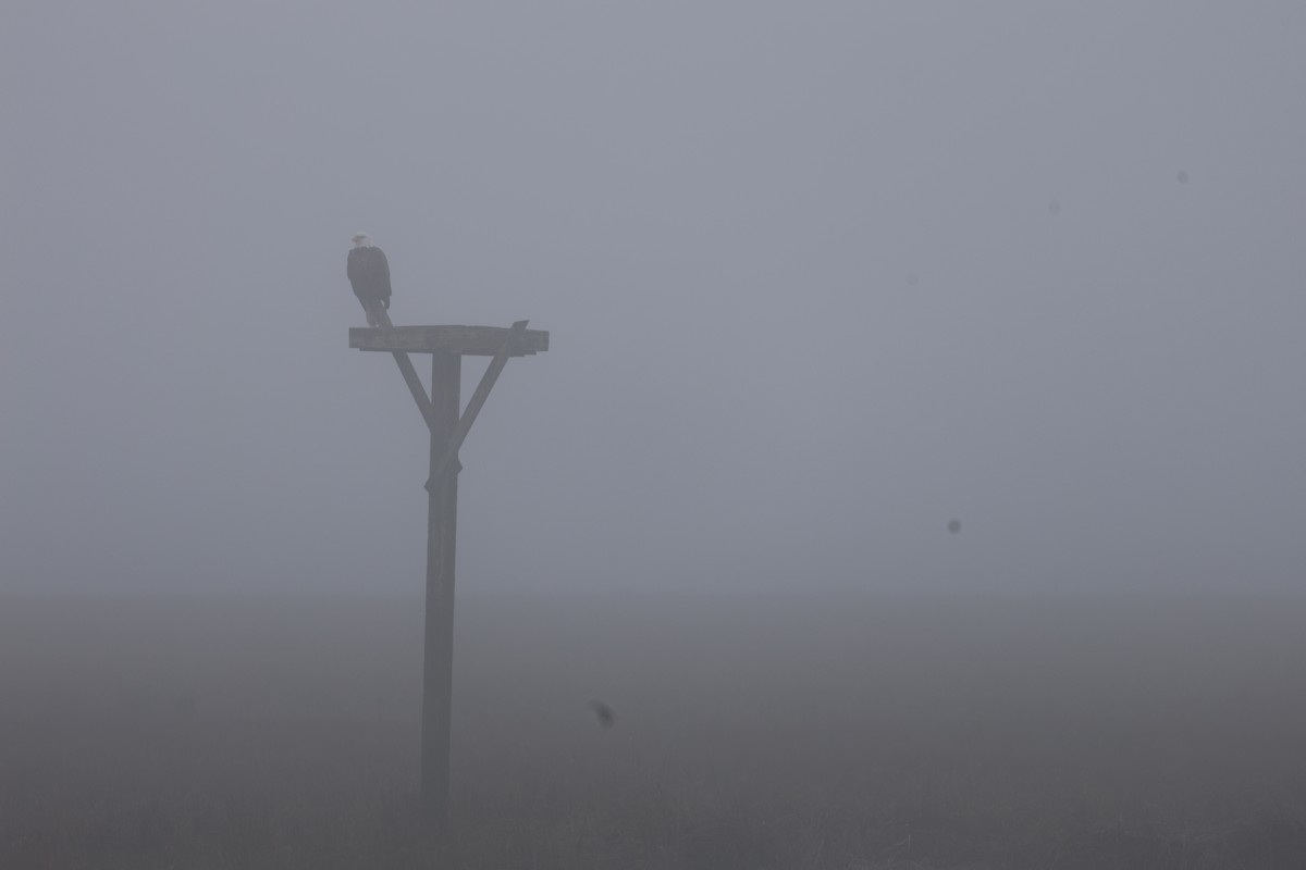 Bald Eagle - ML614034093