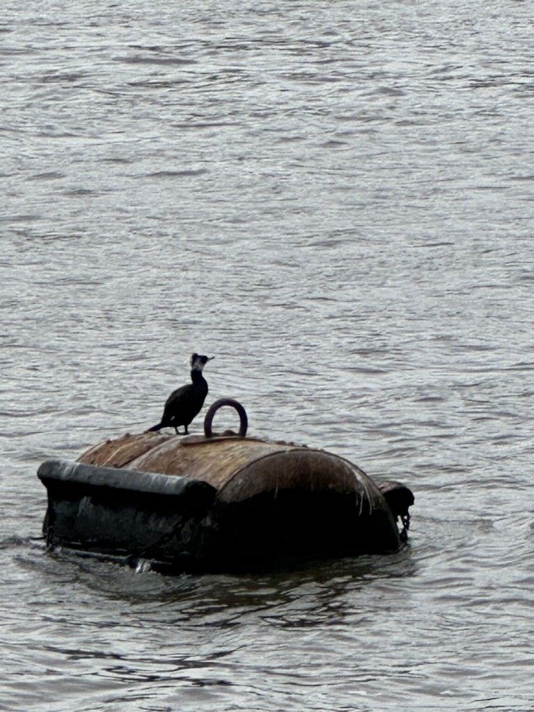 Great Cormorant - ML614034117