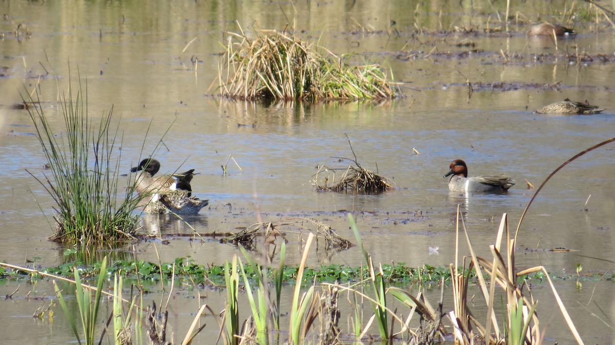 Green-winged Teal - ML614034272
