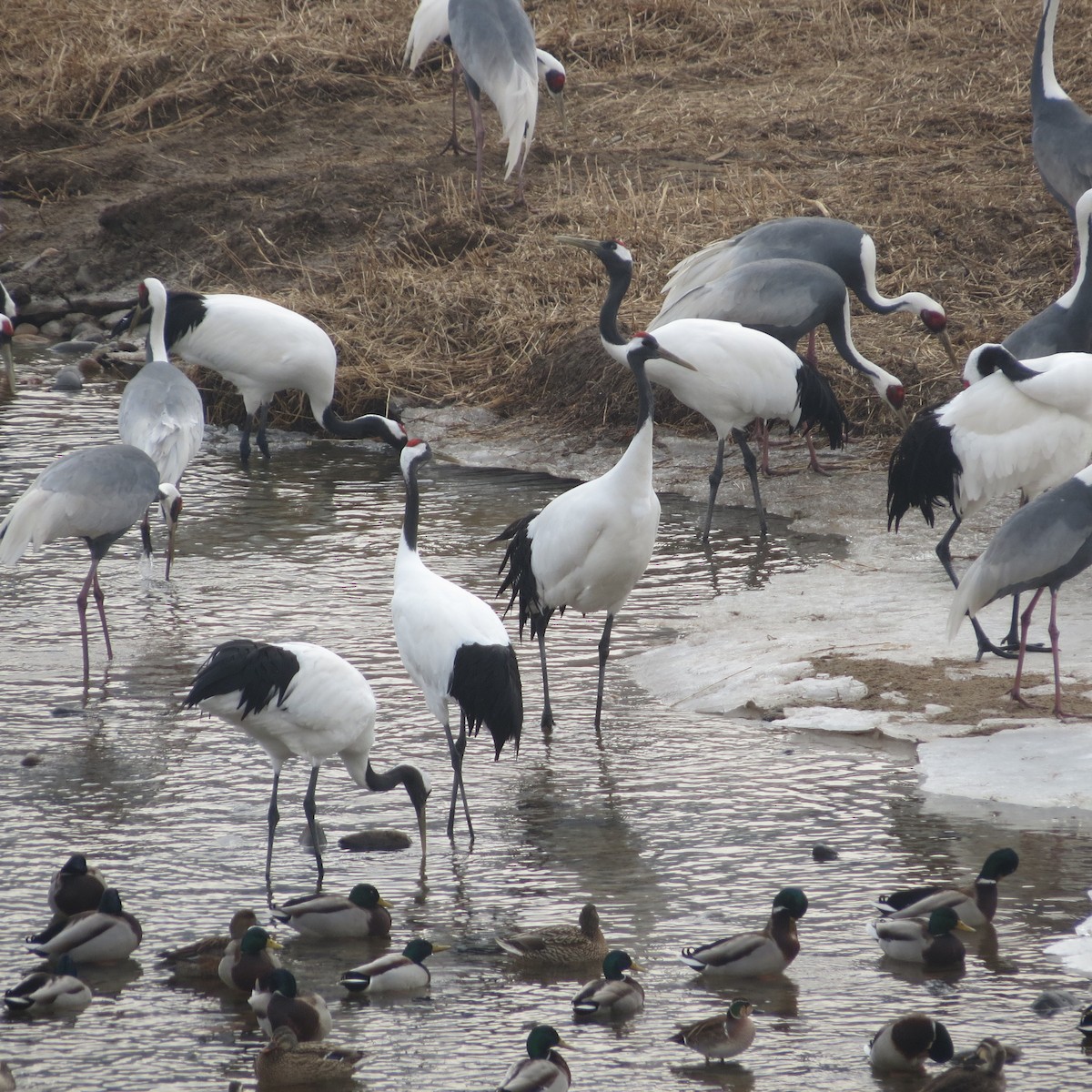 Red-crowned Crane - ML614034276