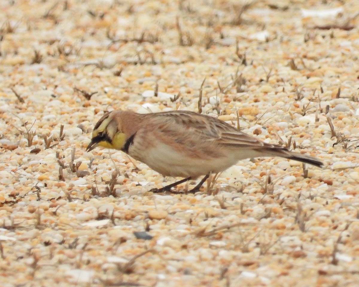 Horned Lark - Aubrey Merrill