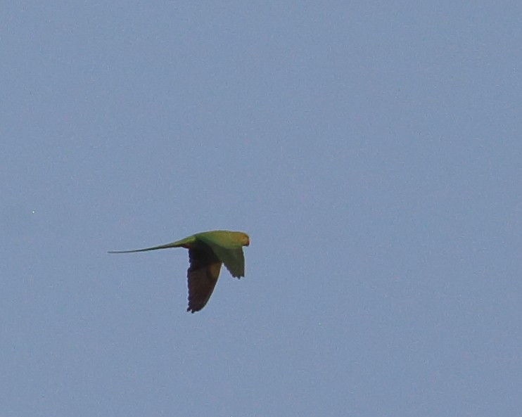 Alexandrine Parakeet - ML614034299