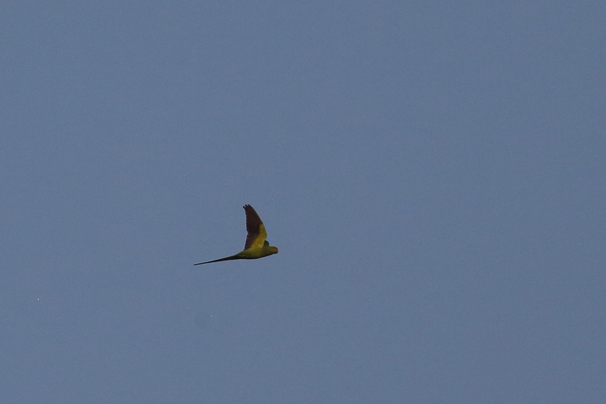 Alexandrine Parakeet - ML614034300