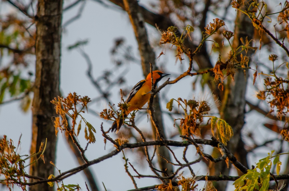 Streak-backed Oriole (Streak-backed) - ML614034302