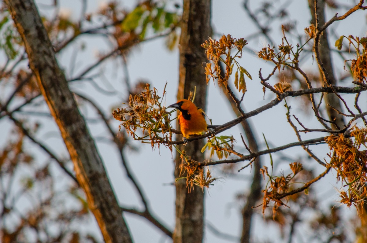 Streak-backed Oriole (Streak-backed) - ML614034303