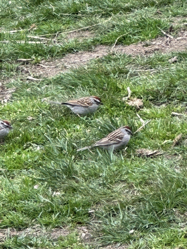 Chipping Sparrow - ML614034351