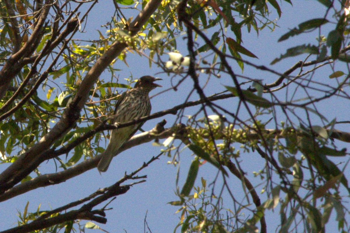 Australasian Figbird - ML614034389