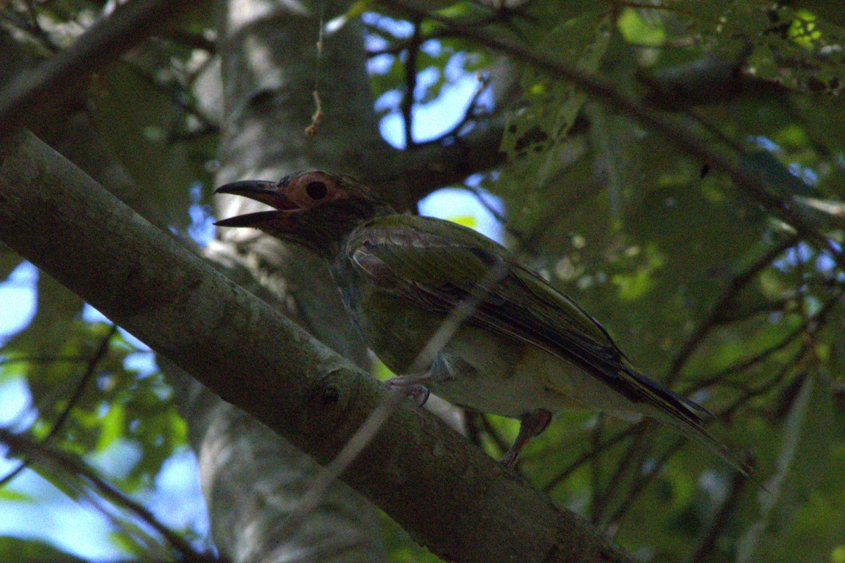 Australasian Figbird - ML614034390