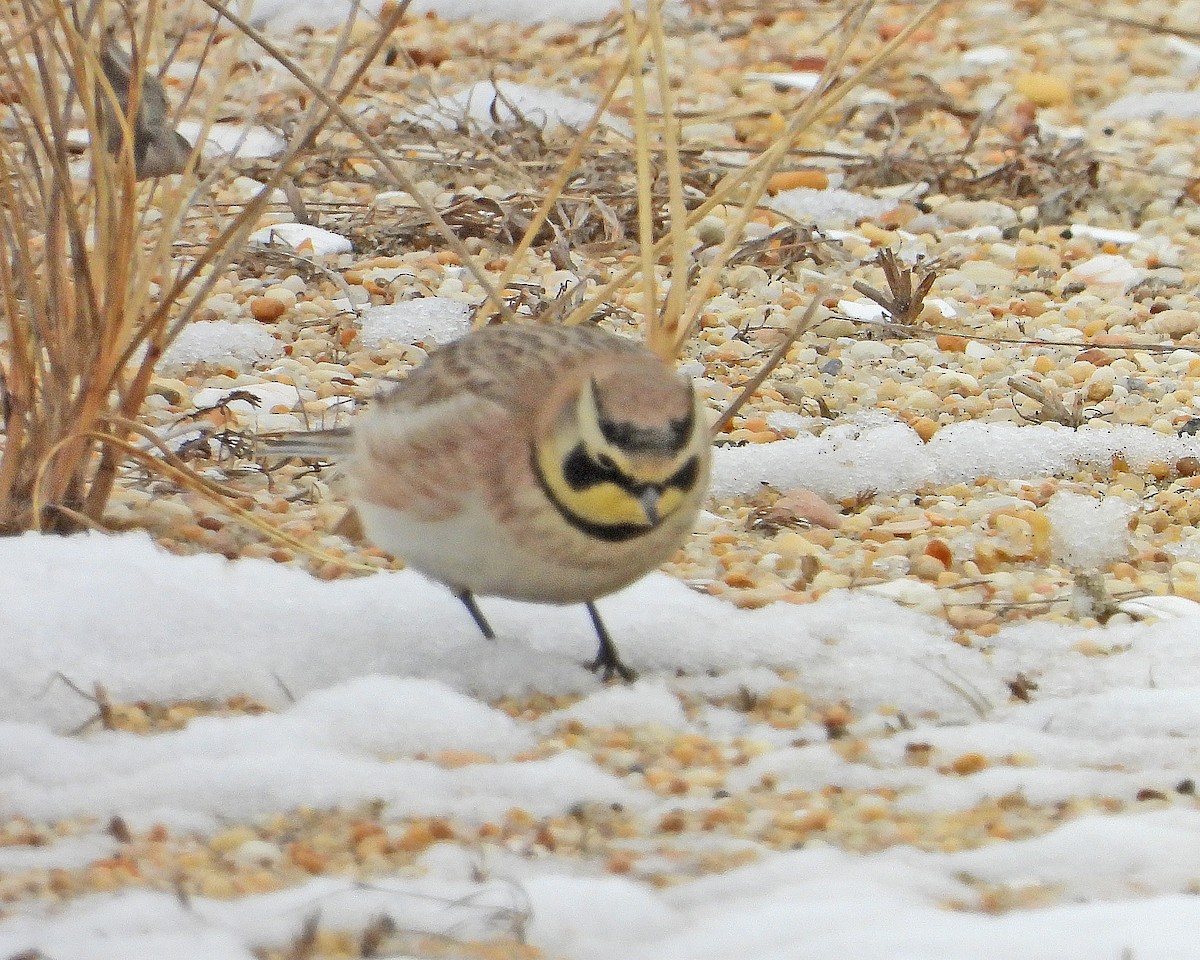 Horned Lark - Aubrey Merrill