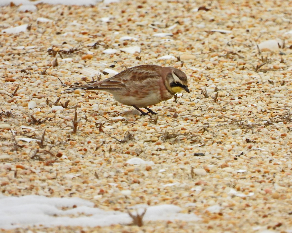 Horned Lark - Aubrey Merrill