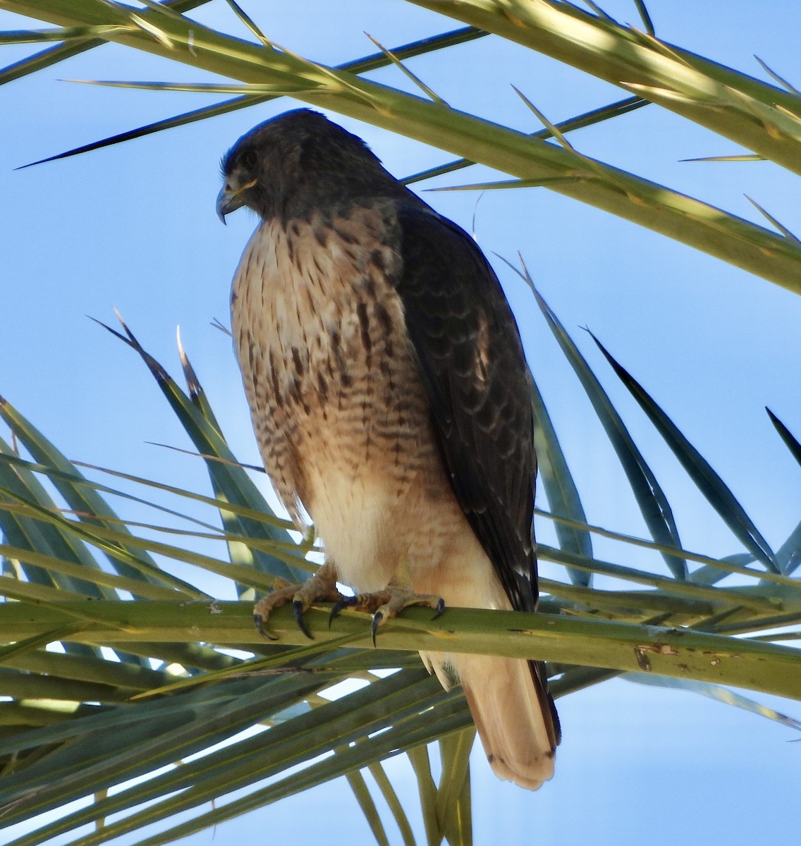 Red-tailed Hawk - ML614034555