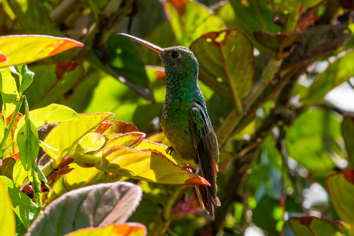 Rufous-tailed Hummingbird - Steve Juhasz