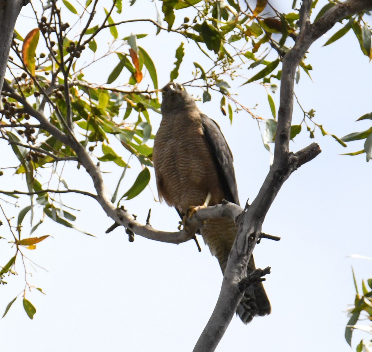 Collared Sparrowhawk - ML614034662