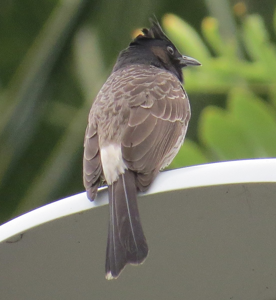 Bulbul à ventre rouge - ML614034669