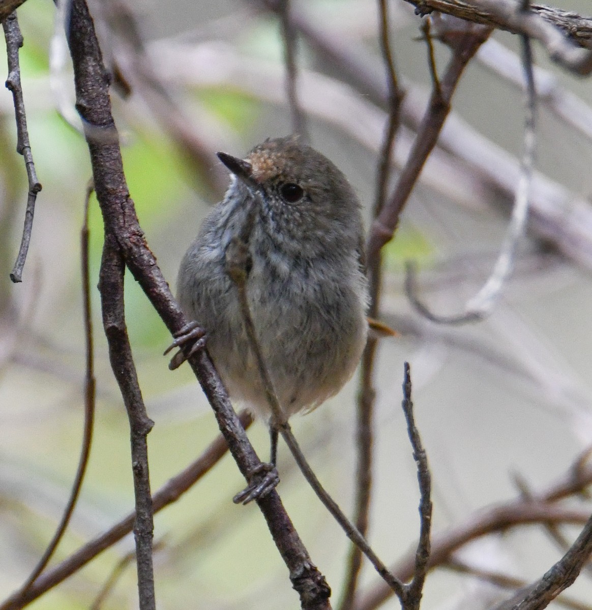 Brown Thornbill - ML614034670