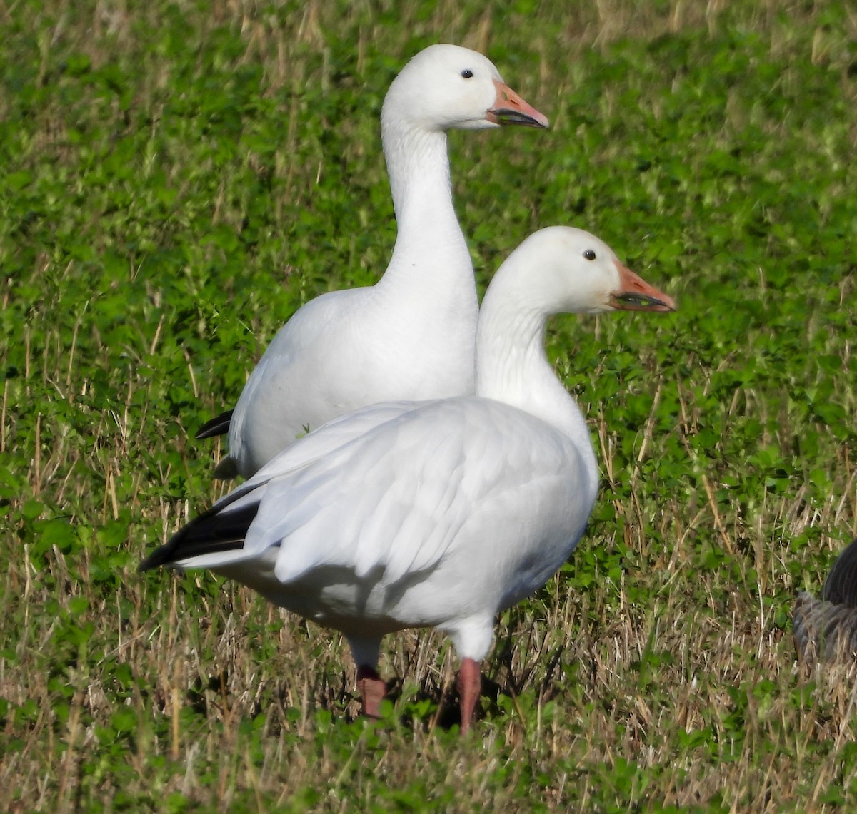 Snow Goose - ML614034765