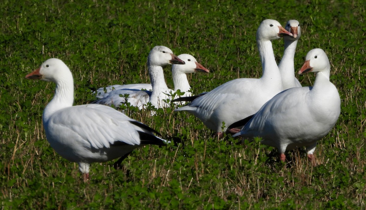 Snow Goose - ML614034768