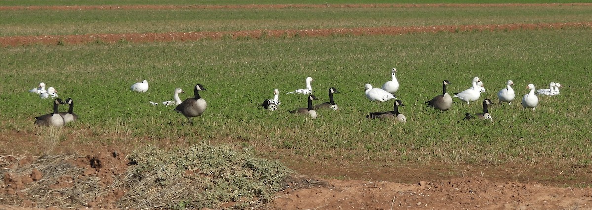 Snow Goose - ML614034772