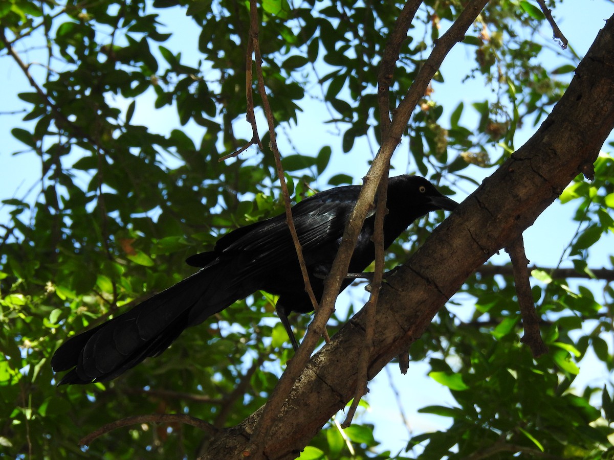 Great-tailed Grackle - Ana Paula Alminhana Maciel