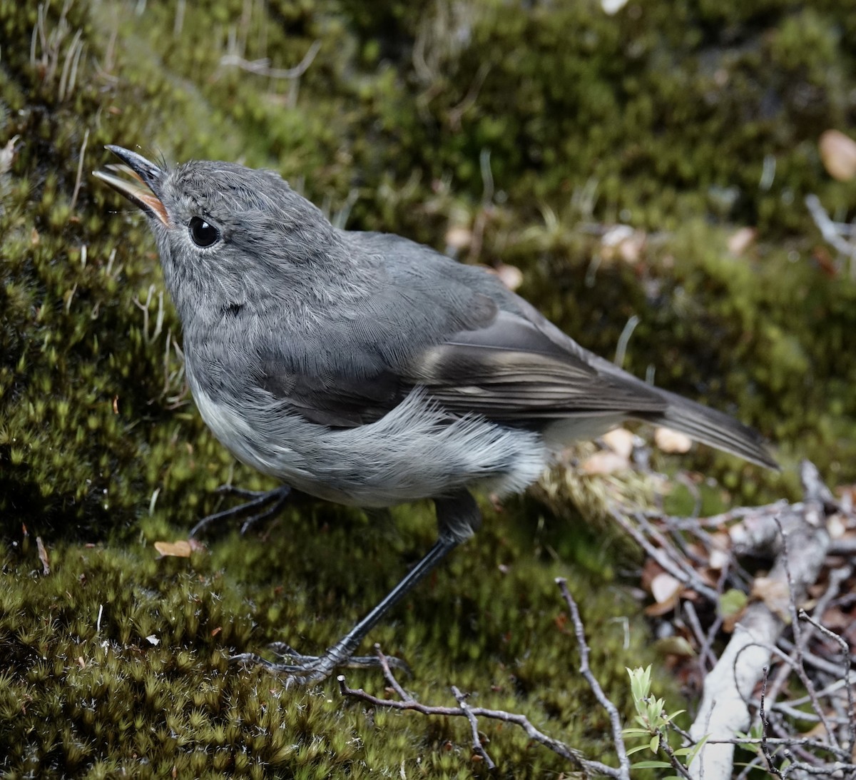 South Island Robin - ML614034801