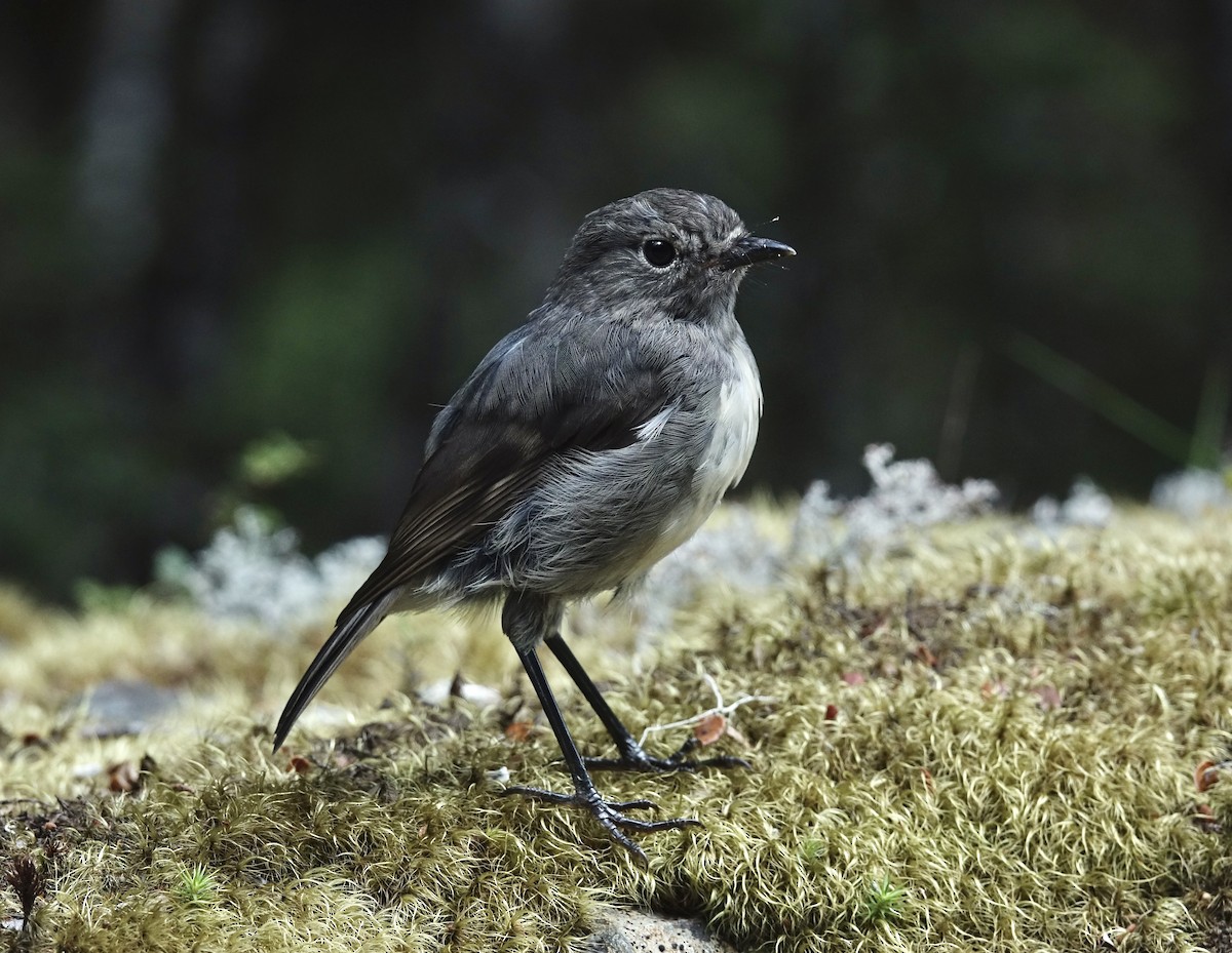 South Island Robin - ML614034802