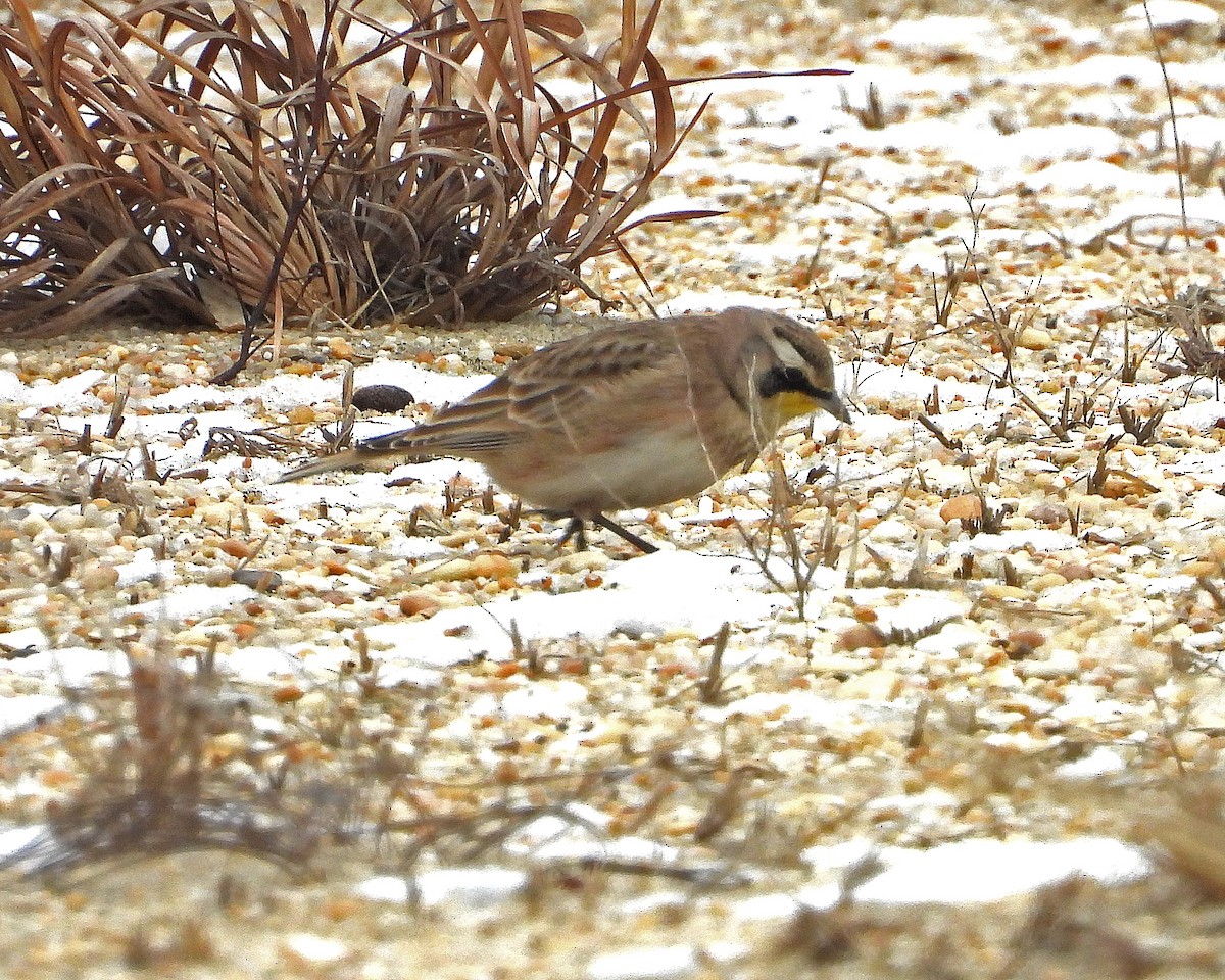 Horned Lark - ML614034868