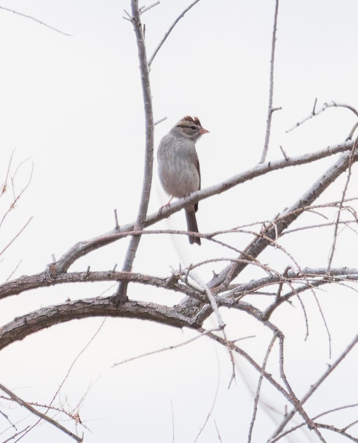 Chipping Sparrow - ML614034880