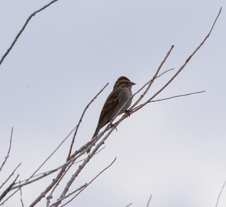 Chipping Sparrow - ML614034881