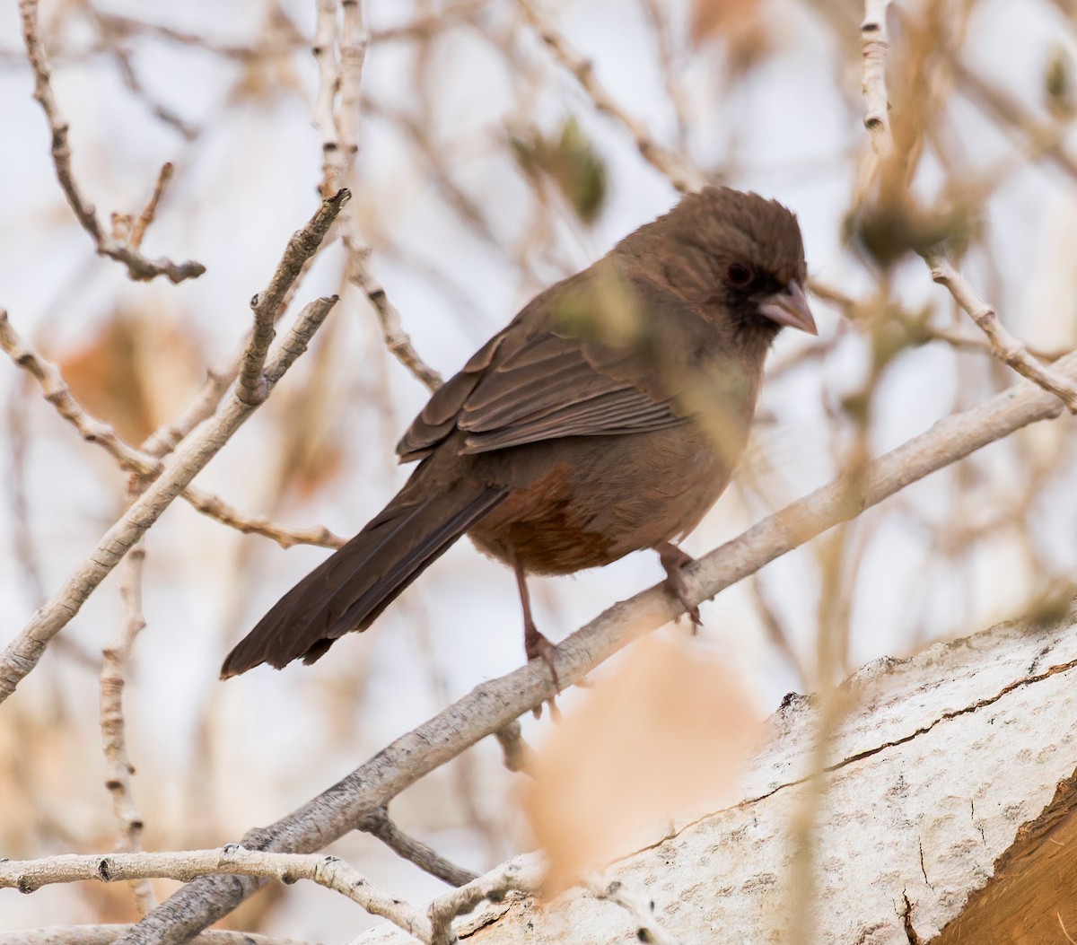 Abert's Towhee - ML614034893