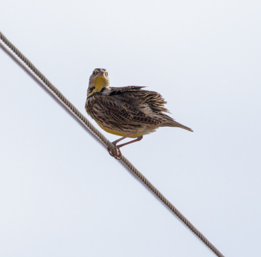 Western Meadowlark - ML614034901