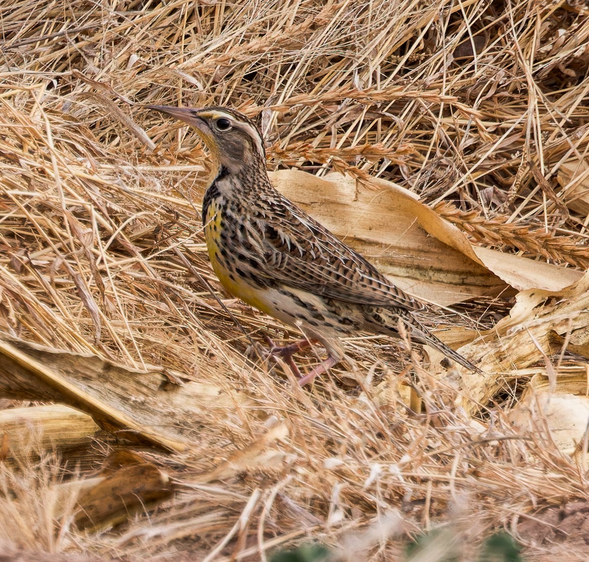 Western Meadowlark - ML614034902