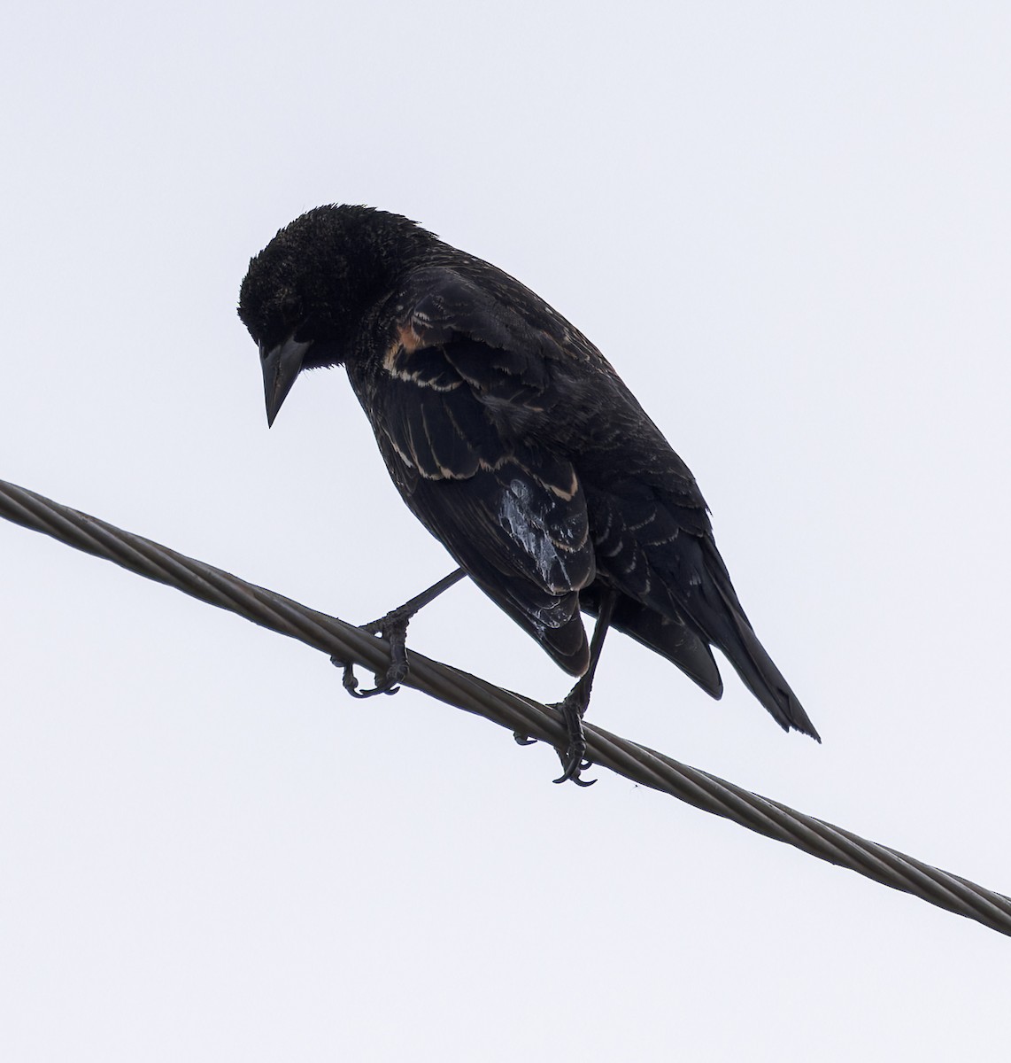 Red-winged Blackbird - ML614034927