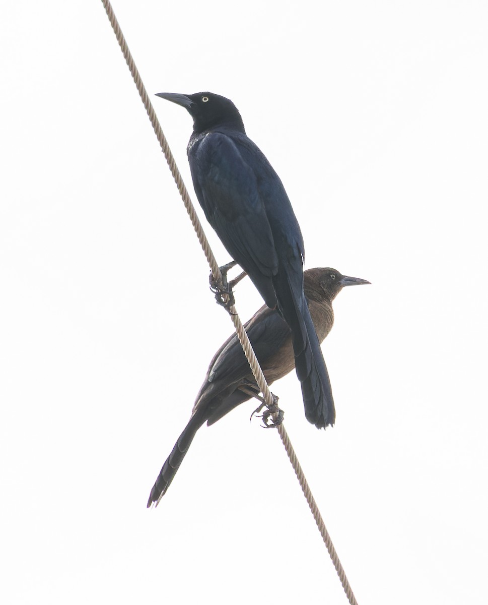 Great-tailed Grackle - ML614034943