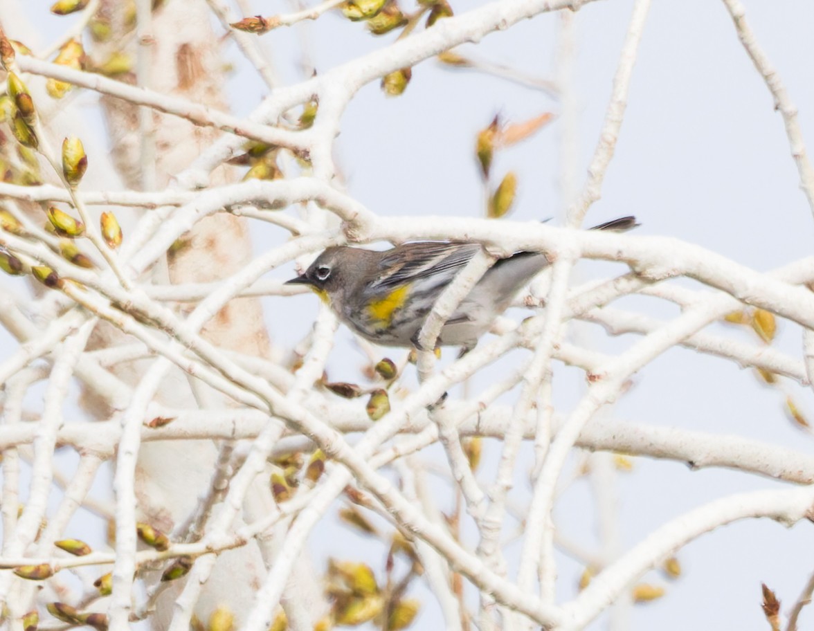 Yellow-rumped Warbler - ML614034954