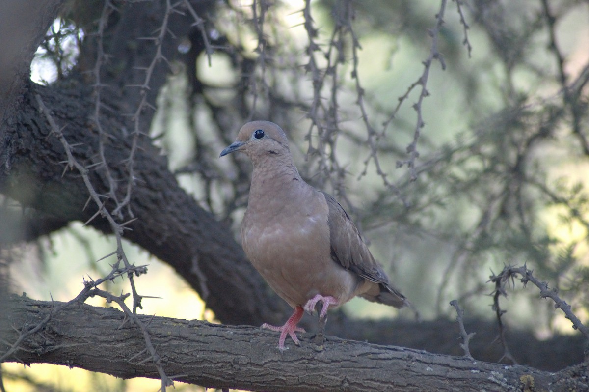 Eared Dove - ML614034961