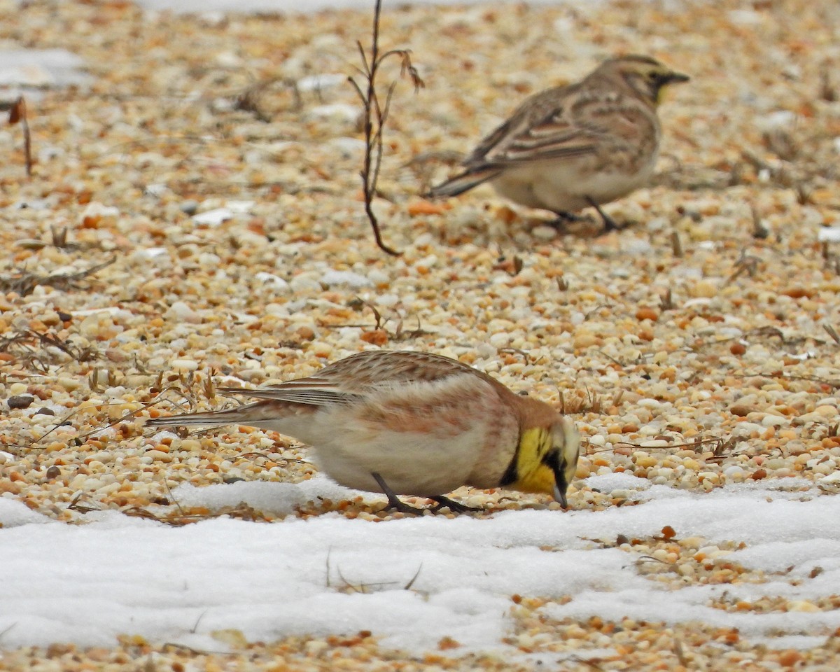 Horned Lark - Aubrey Merrill