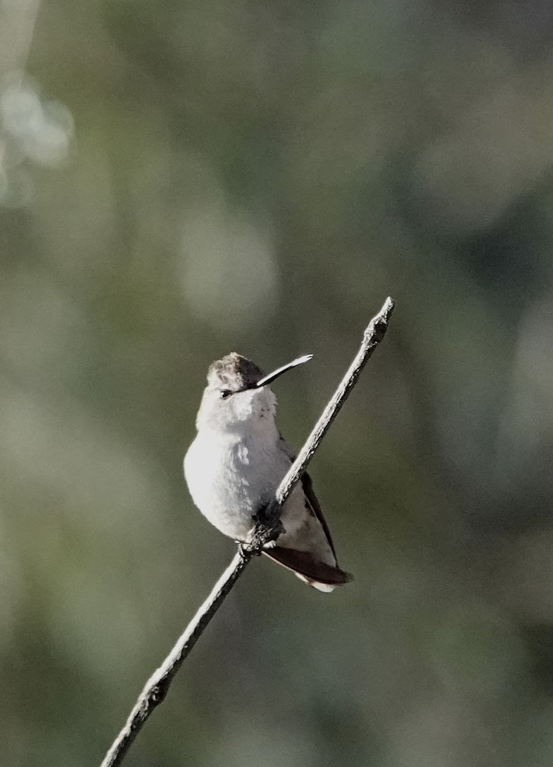 ørkenkolibri - ML614034975