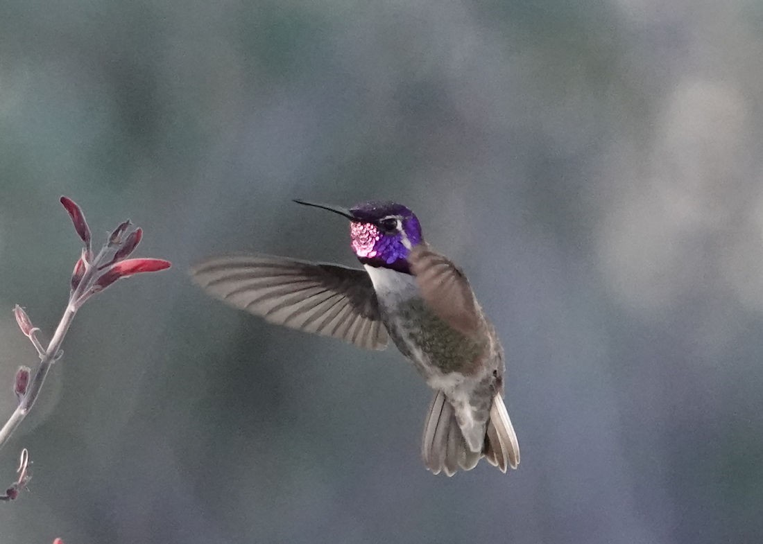 Costa's Hummingbird - ML614034994