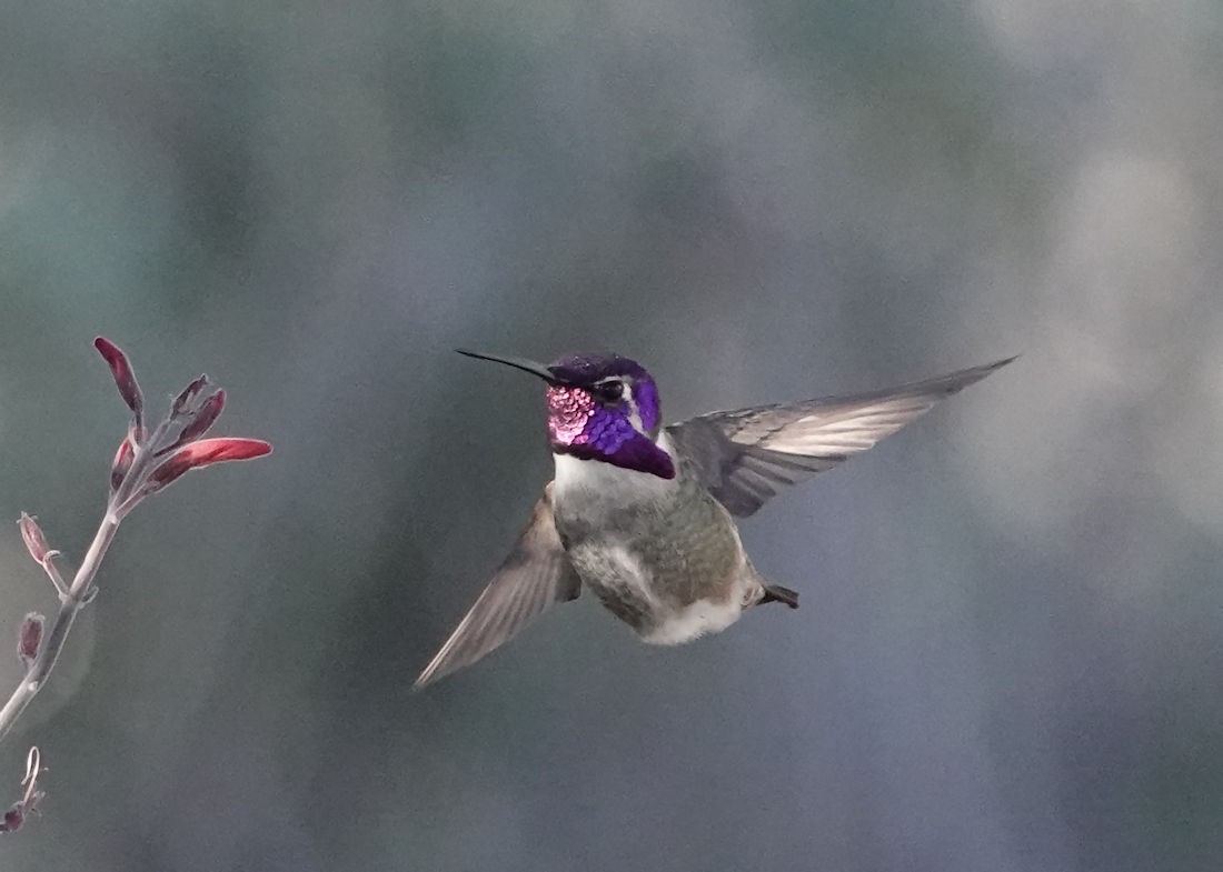 Colibri de Costa - ML614034995