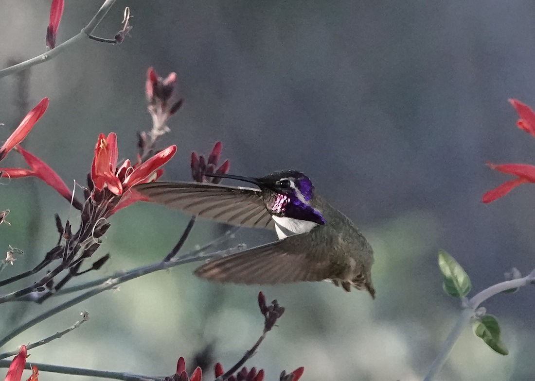 Costa's Hummingbird - ML614034996