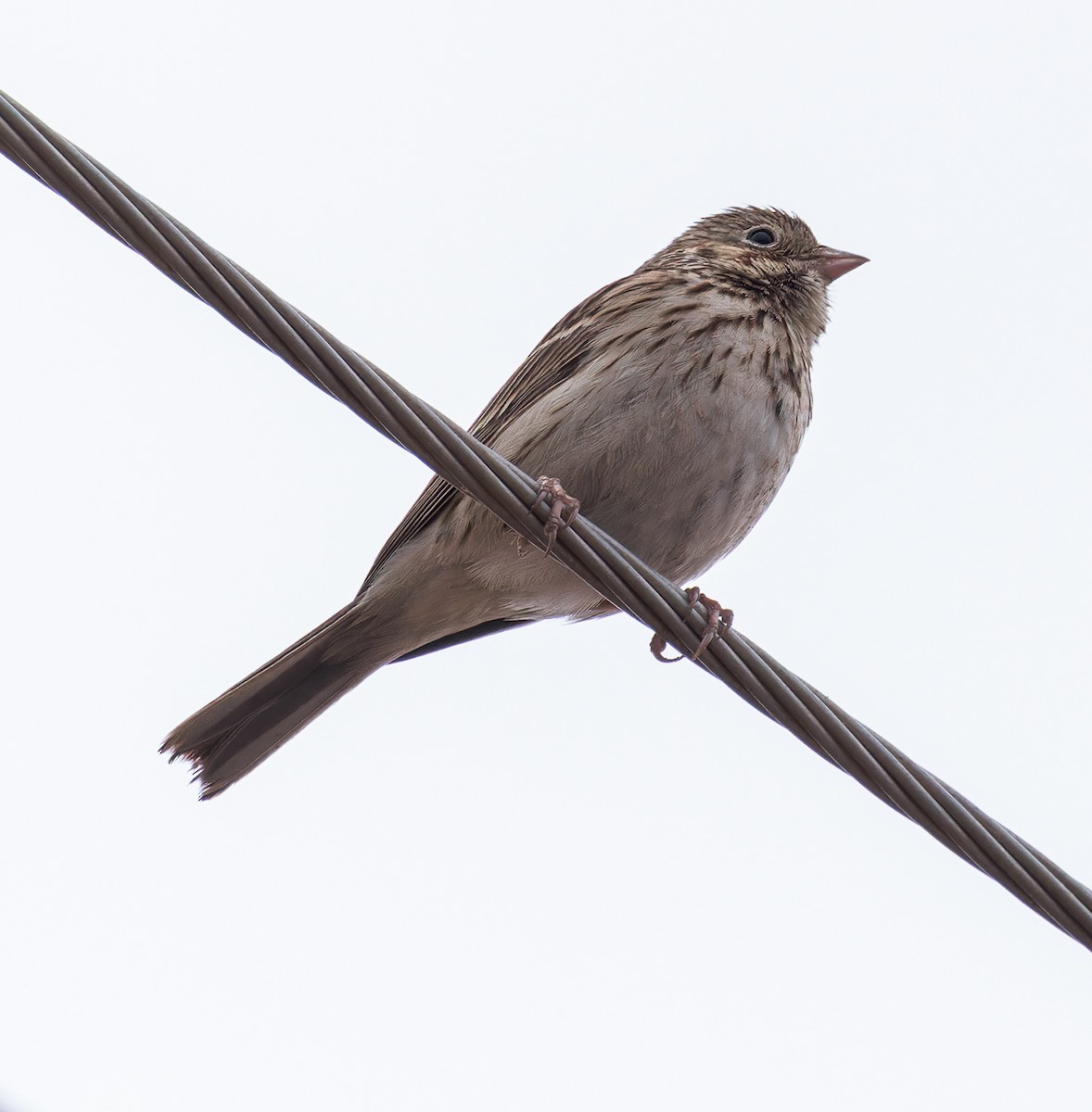 Vesper Sparrow - ML614035026
