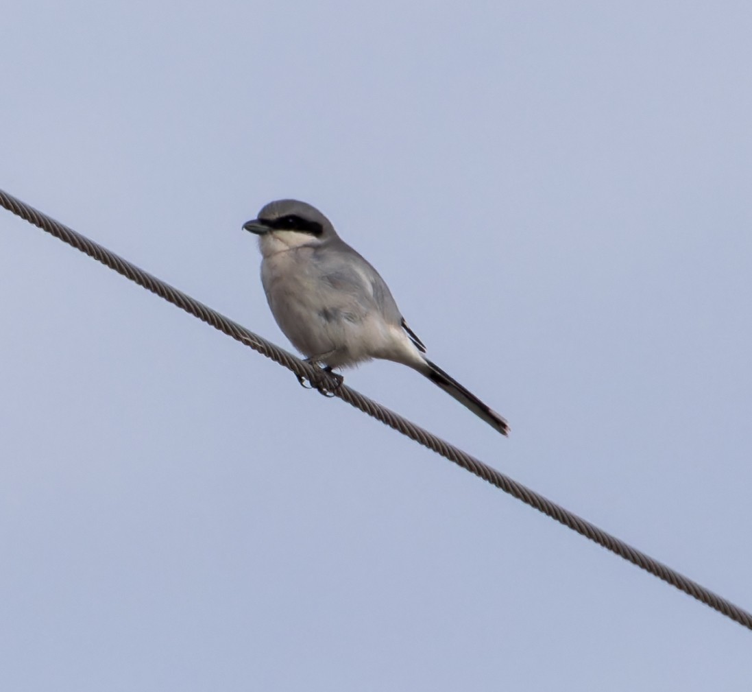 Loggerhead Shrike - ML614035056